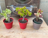 3 Jade plants Collection Crassula Ovata Variegata 39 Tricolor 39 , Crassula Ovata Jade Gollum Jade Orge ears Shrek Ears plant, succulents