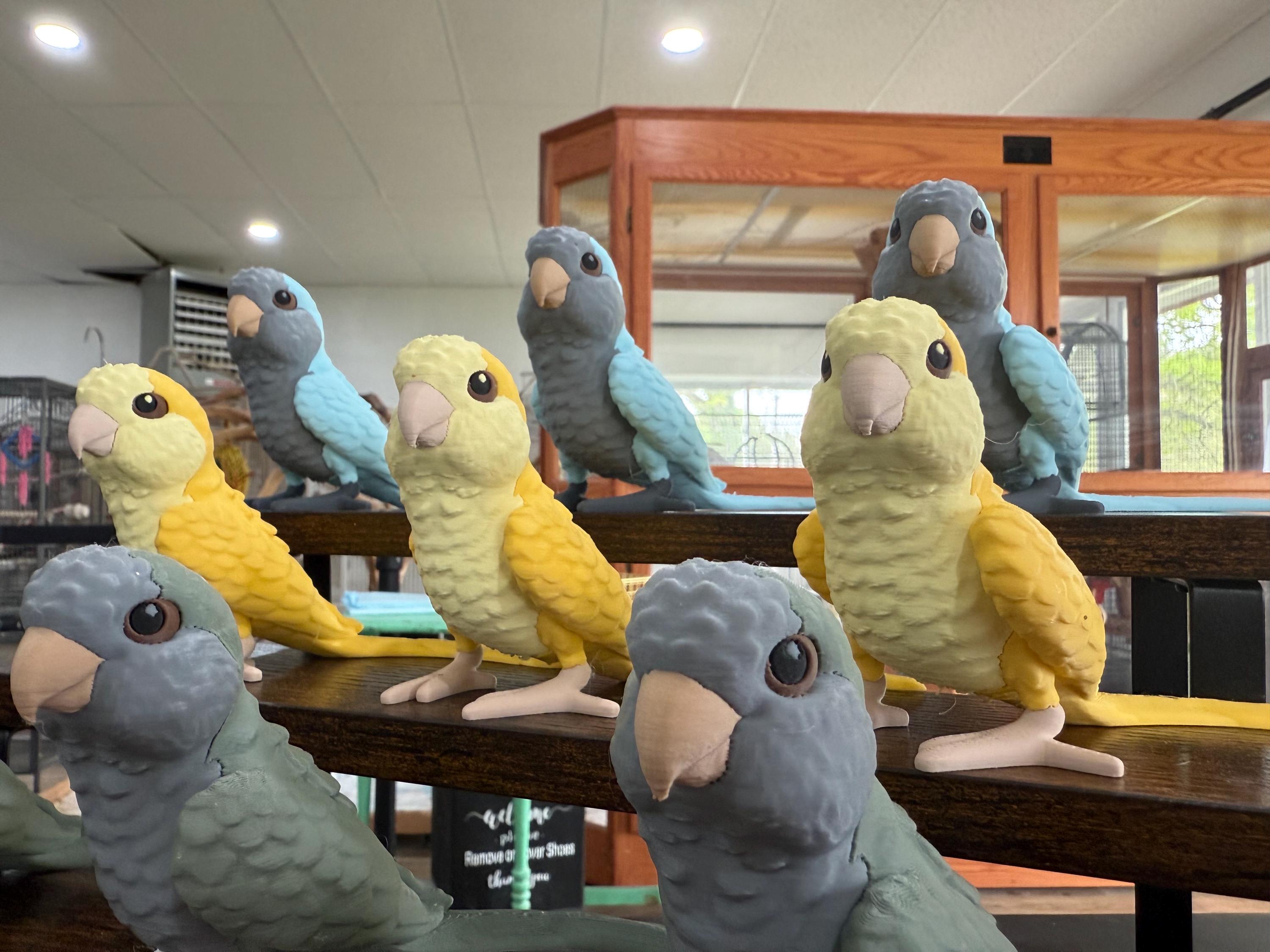 Blauwe quaker papegaai Nederland