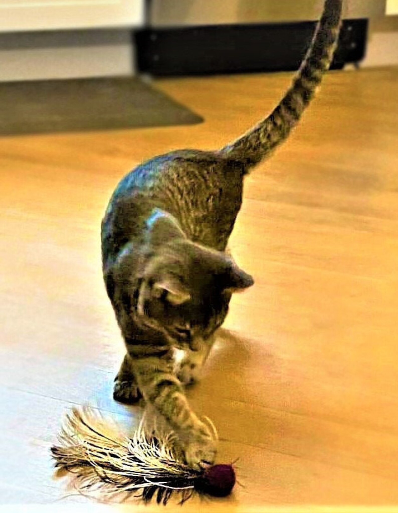 Feather Cat Toys / Cat Toss Toy / Pet Toys / Real Feathers / Etsy