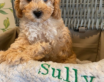 Personalised, embroidered dog/cat puppy/kitten blanket. Can be plain, with paw print only or with paw print and your pet's name.