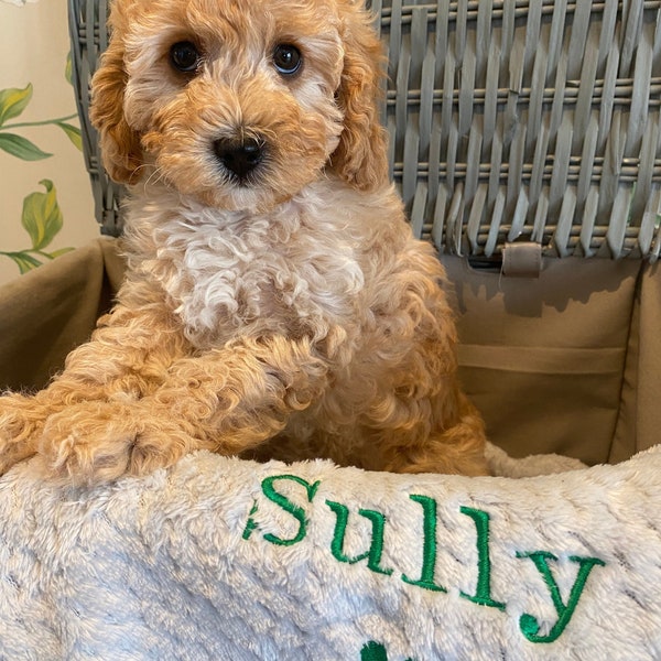 Personalised, embroidered dog/cat puppy/kitten blanket. Can be plain, with paw print only or with paw print and your pet's name.