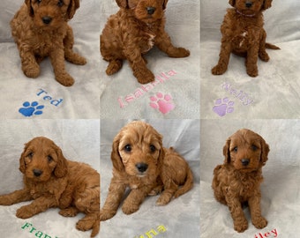 Personalised, embroidered dog/cat puppy/kitten blanket. Boxed and presented with complimentary bow for that special touch