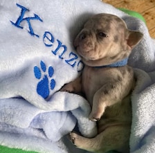 Personalised, embroidered dog/cat puppy/kitten blanket. Can be plain, with paw print only or with paw print and your pet's name.