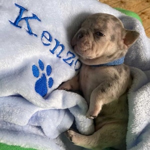 Peut inclure: Une couverture en polaire bleu clair avec le nom "Kenzo" brodé en fil bleu. Une empreinte de patte bleue est également brodée sur la couverture. Un petit chiot bouledogue français gris clair et blanc est couché sur la couverture.