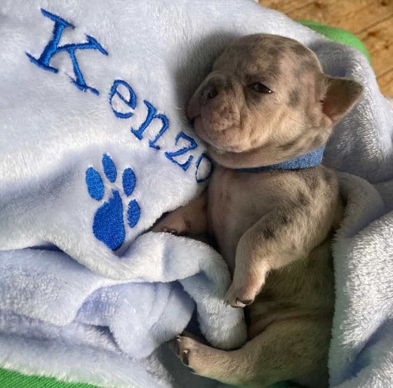 Personalised Embroidered Dog cat Puppy kitten Blanket. Can Be Plain With Paw Print Only or With Paw Print and Your Pet s Name. Etsy Canada