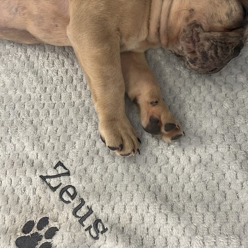 May include: A light brown French Bulldog puppy sleeping on a gray and white plush blanket with the name "Zeus" embroidered on it.