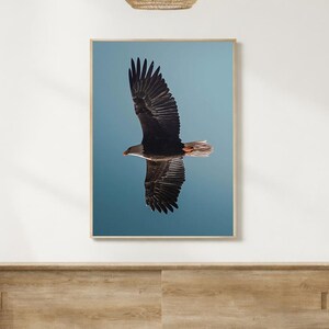 Wildlife wall decor Bald Eagle wall print, interior wall decor, Washington wall decor, wildlife photographer Bird art print blue wall decor, afbeelding 1