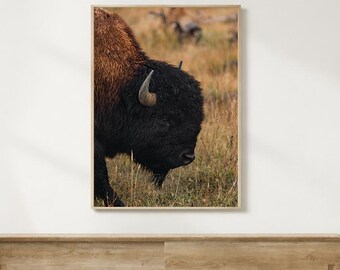 Grand Tetons wildlife print Buffalo art print Wyoming photographer Fine art American buffalo bison photography art print