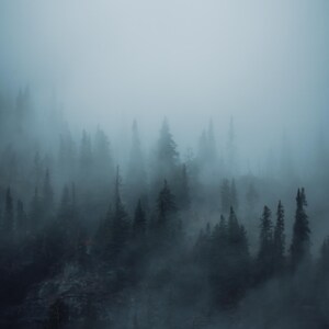 Pacific Northwest art, moody wall art, PNW art, forest art print, moody decor, Washington wall decor, moody forest print, Washington art bild 8