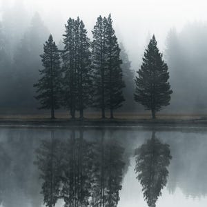 Reflection photography forest art photography moody forest art moody reflection Pacific Northwest photography modern art photography image 8