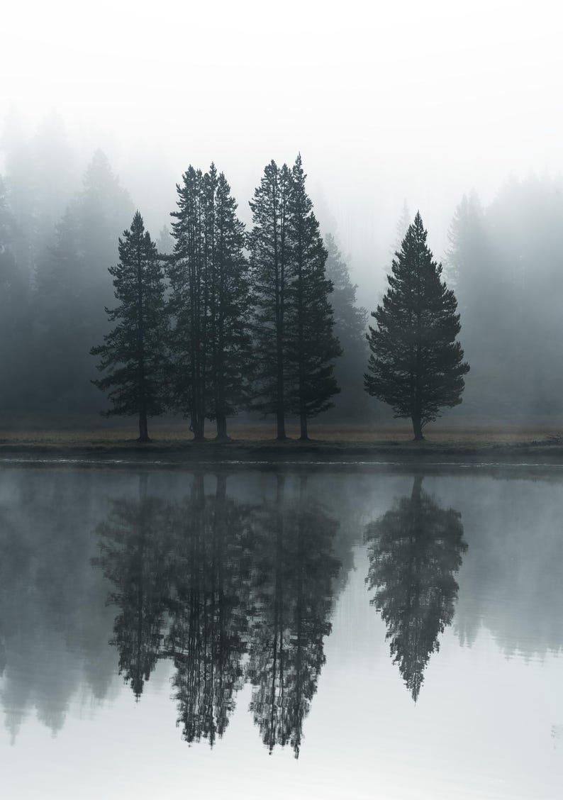 Reflection photography forest art photography moody forest art moody reflection Pacific Northwest photography modern art photography image 8