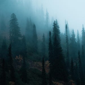 Foggy forest wall decor moody fine art print Pacific Northwest wall art Pacific Northwest art moody forest print Pacific Northwest native image 8