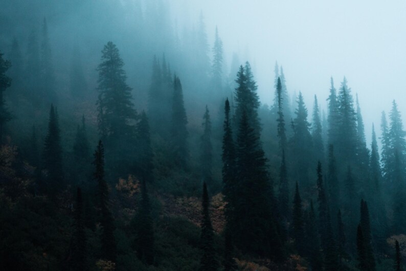 Foggy forest wall decor moody fine art print Pacific Northwest wall art Pacific Northwest art moody forest print Pacific Northwest native image 8