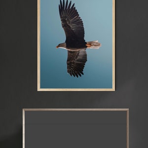 Op de afbeelding: Een ingelijste prent van een Amerikaanse zeearend in vlucht tegen een blauwe lucht. De vleugels van de arend zijn uitgespreid, met donkerbruine veren en een witte kop. Het kunstwerk wordt getoond op een donkergrijze muur boven een houten kast.