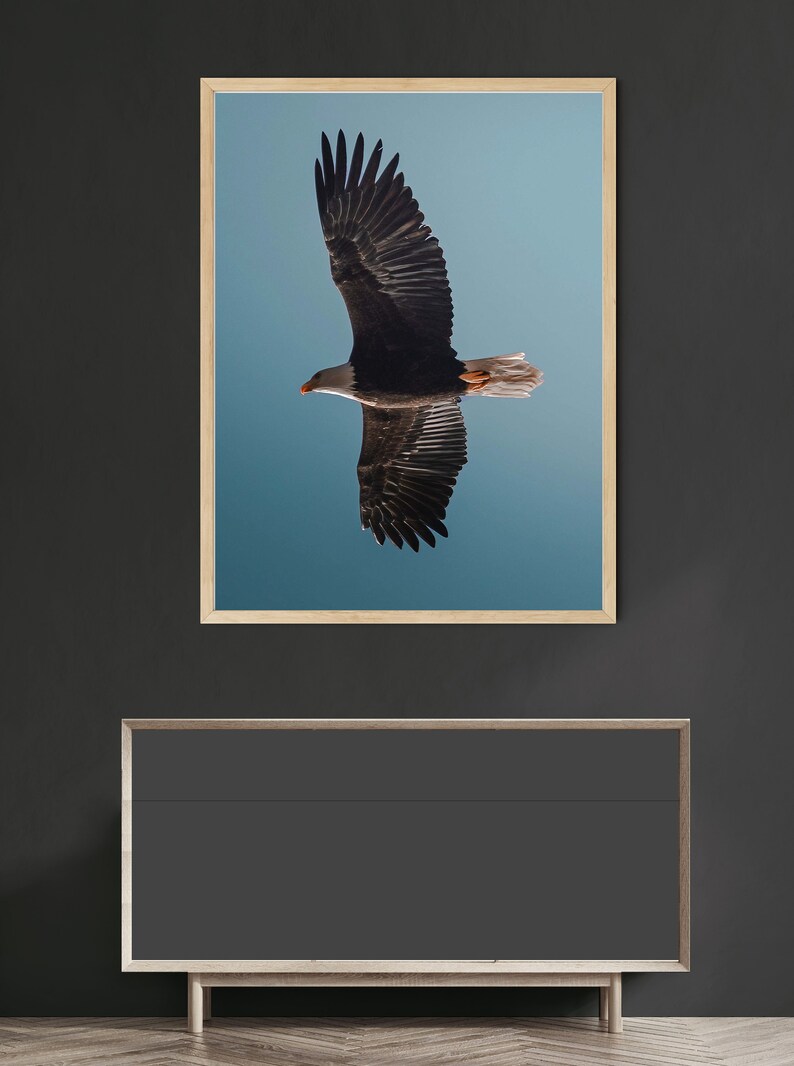 Op de afbeelding: Een ingelijste prent van een Amerikaanse zeearend in vlucht tegen een blauwe lucht. De vleugels van de arend zijn uitgespreid, met donkerbruine veren en een witte kop. Het kunstwerk wordt getoond op een donkergrijze muur boven een houten kast.