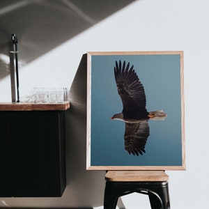 Op de afbeelding: Een ingelijste print van een Amerikaanse zeearend in vlucht tegen een blauwe lucht. De adelaar spreidt zijn vleugels, met donkerbruine veren. De print zit in een licht houten frame en staat op een kleine houten kruk met zwart metalen frame.