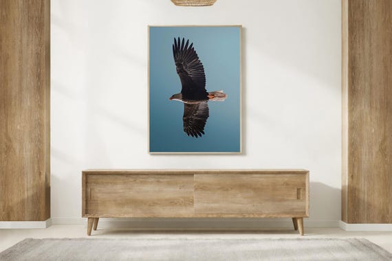 Wildlife wall decor Bald Eagle wall print, interior wall decor, Washington wall decor, wildlife photographer Bird art print blue wall decor,