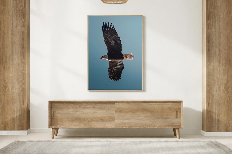 Wildlife wall decor Bald Eagle wall print, interior wall decor, Washington wall decor, wildlife photographer Bird art print blue wall decor, afbeelding 1