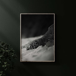 Hawaii art print sea turtle art wildlife wall art sealife wall art black and white wall decor Sea turtle print wildlife photography maui art