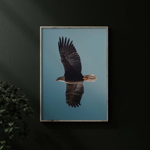 Op de afbeelding: Een ingelijste print met een Amerikaanse zeearend in vlucht tegen een helderblauwe lucht. De vleugels van de arend zijn volledig uitgespreid, waardoor de donkerbruine en witte veren te zien zijn. De print zit in een houten lijst.