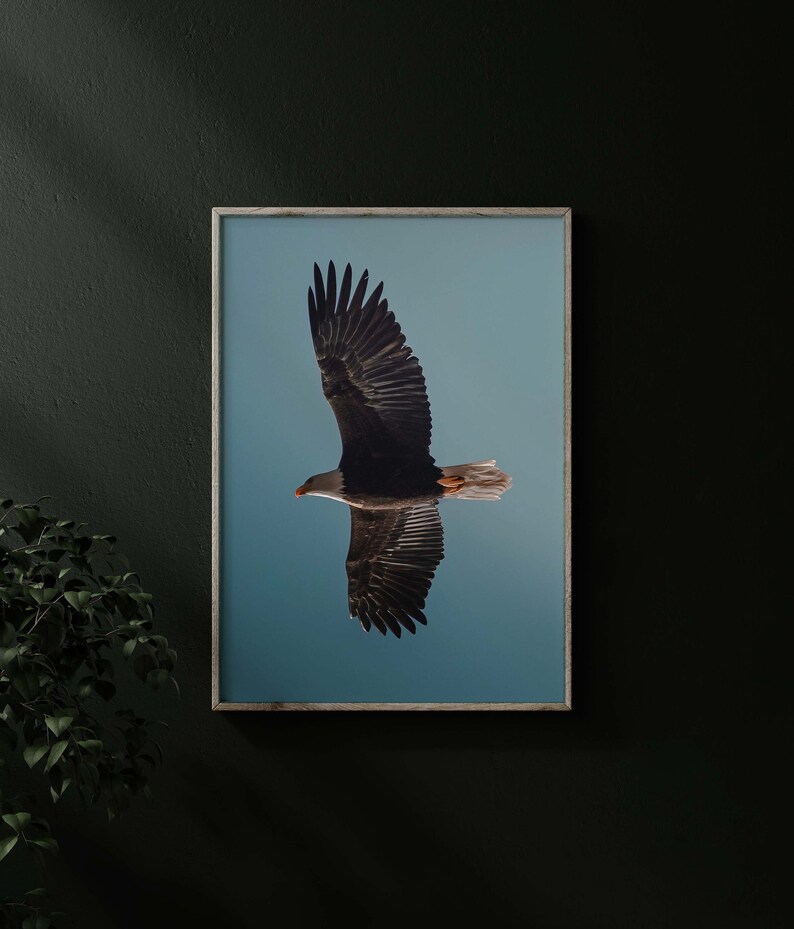 Op de afbeelding: Een ingelijste print met een Amerikaanse zeearend in vlucht tegen een helderblauwe lucht. De vleugels van de arend zijn volledig uitgespreid, waardoor de donkerbruine en witte veren te zien zijn. De print zit in een houten lijst.