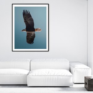 Op de afbeelding: Een ingelijste print van een Amerikaanse zeearend in vlucht tegen een blauwe lucht. De vleugels van de arend zijn wijd gespreid, waardoor zijn donkere veren te zien zijn. Het kunstwerk wordt gepresenteerd in een zwarte lijst.