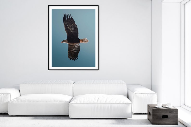 Op de afbeelding: Een ingelijste print van een Amerikaanse zeearend in vlucht tegen een blauwe lucht. De vleugels van de arend zijn wijd gespreid, waardoor zijn donkere veren te zien zijn. Het kunstwerk wordt gepresenteerd in een zwarte lijst.