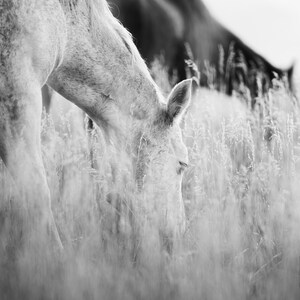 Pu&ograve; includere: Fotografia in bianco e nero di un cavallo che pascola nell'erba alta. La testa del cavallo &egrave; abbassata e il suo corpo &egrave; parzialmente visibile. Un altro cavallo &egrave; sfocato sullo sfondo. L'immagine &egrave; in scala di grigi.