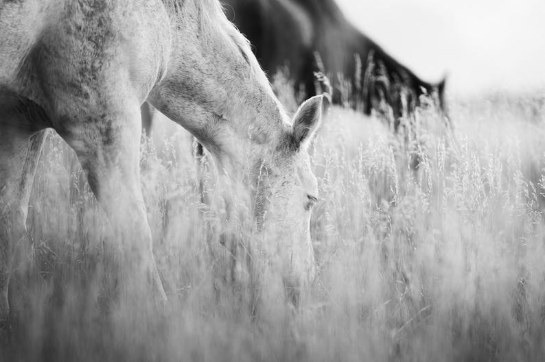 Pu&ograve; includere: Fotografia in bianco e nero di un cavallo che pascola nell'erba alta. La testa del cavallo &egrave; abbassata e il suo corpo &egrave; parzialmente visibile. Un altro cavallo &egrave; sfocato sullo sfondo. L'immagine &egrave; in scala di grigi.