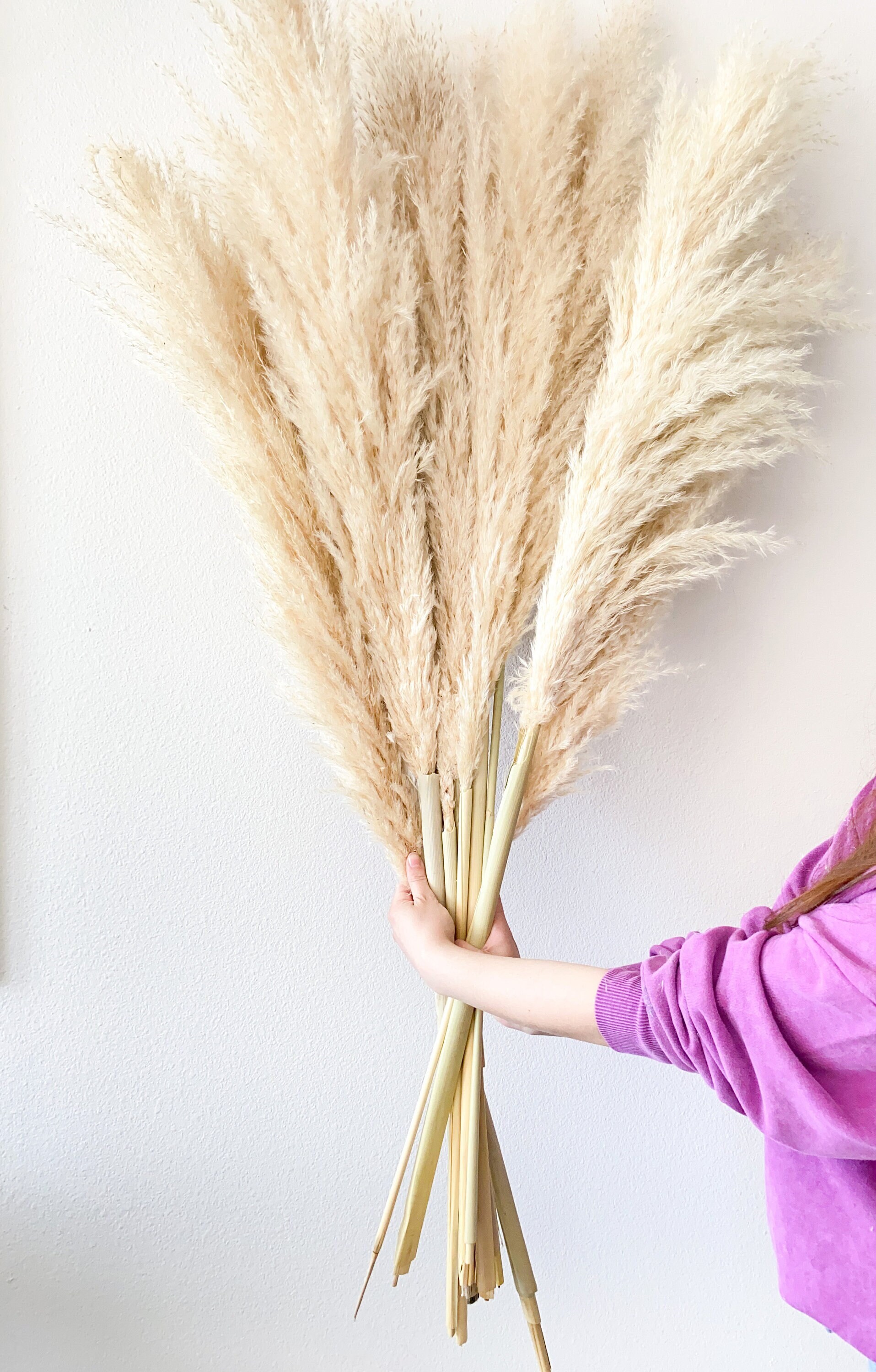 Extra Large Dried Pampas Grass 4.9 ft Dried Flowers Jumbo Etsy