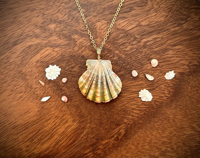 Moon Rize Shell RARE Sunrise Shell (aka Moonrise Shell) 14k Gold Wrapped Necklace - Etsy