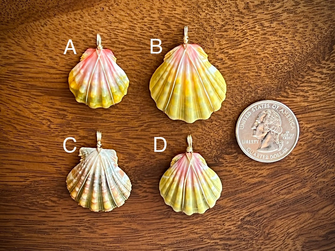 RARE Sunrise Shell aka Moonrise Shell 14k Gold Wrapped - Etsy