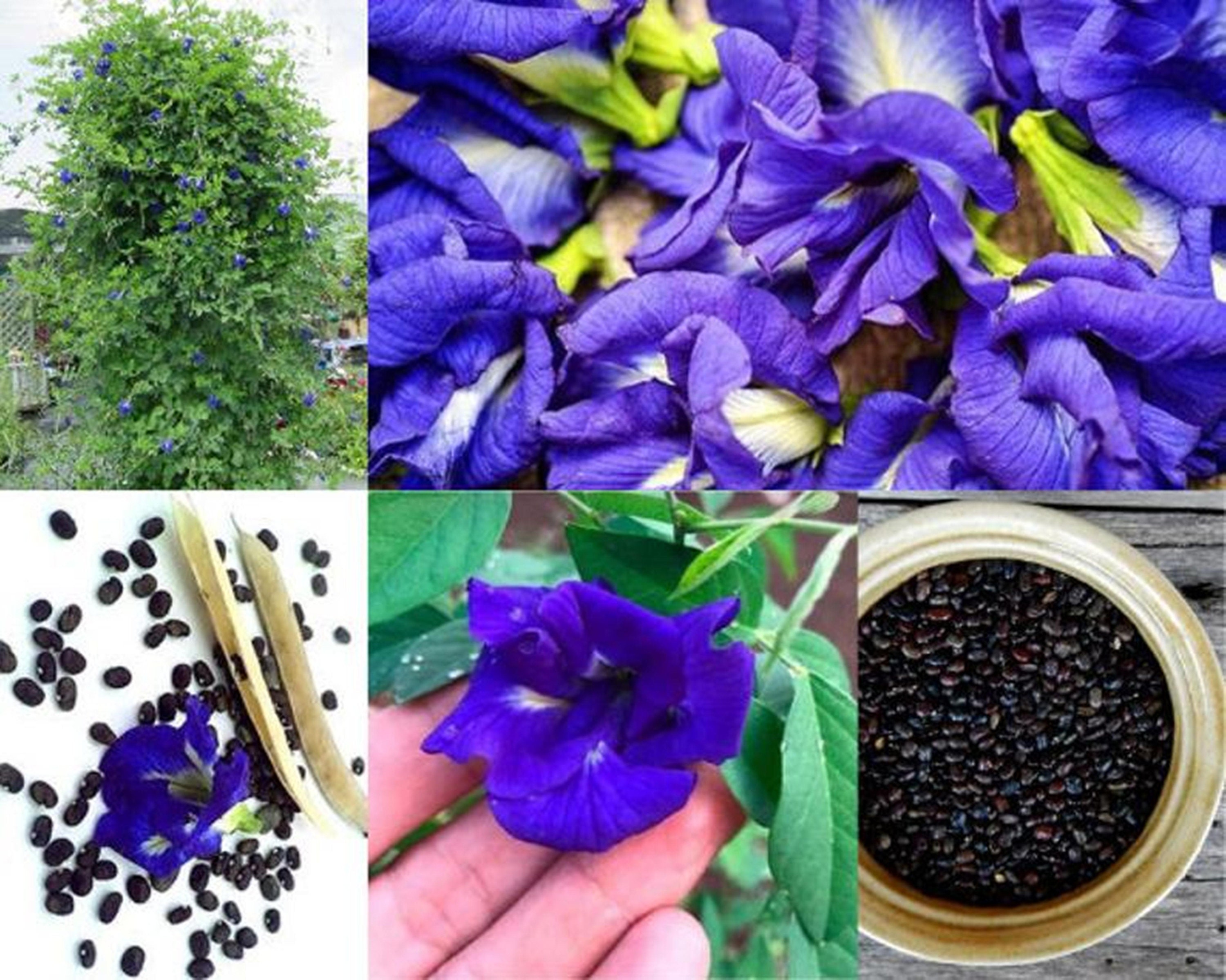 Thai Double BLUE BUTTERFLY PEA Seeds PackBlue Flower Etsy
