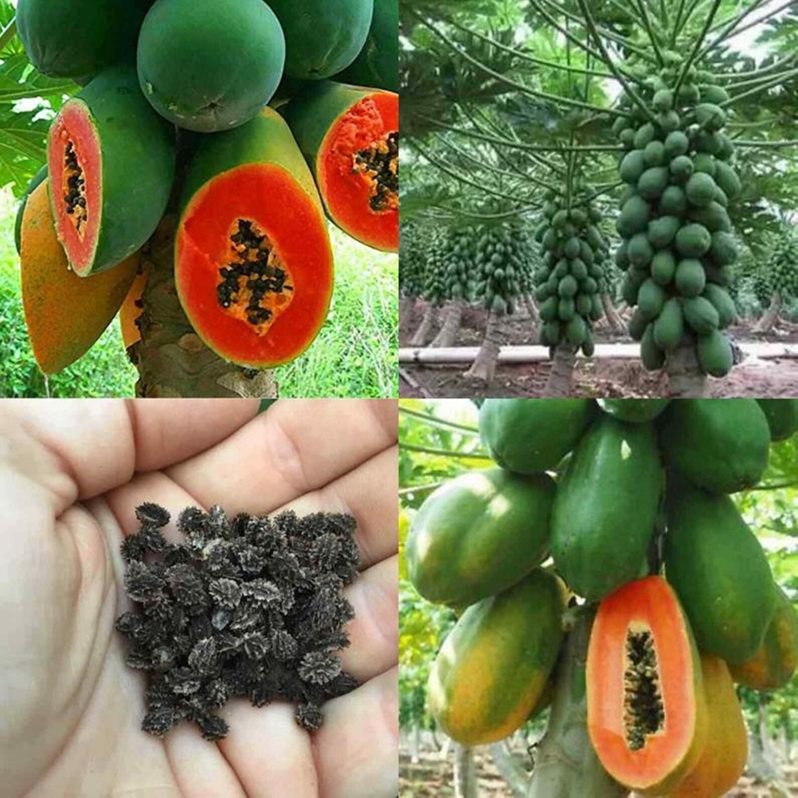 Premium Dwarf Waimanalo Papaya tropical fruit tree seeds Etsy