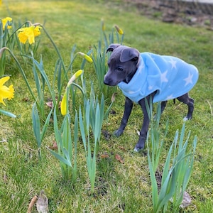 MADE TO ORDER Puppy Italian greyhound clothing fleece vest. Iggy puppy fleece clothing. Up to 12 inch back length. Iggy Outfitters. image 2