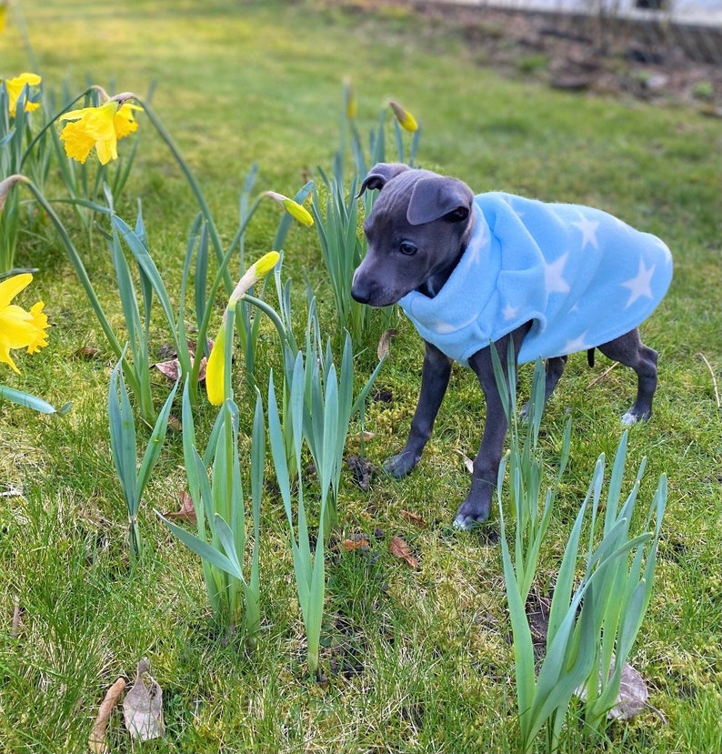 MADE TO ORDER Puppy Italian greyhound clothing fleece vest. Iggy puppy fleece clothing. Up to 12 inch back length. Iggy Outfitters. image 2