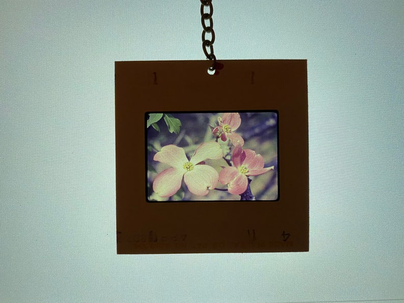 Mixed Media Mobile with Vintage 35mm Slide on Organic Wild Cholla Wood Dogwood Flower Suncatcher