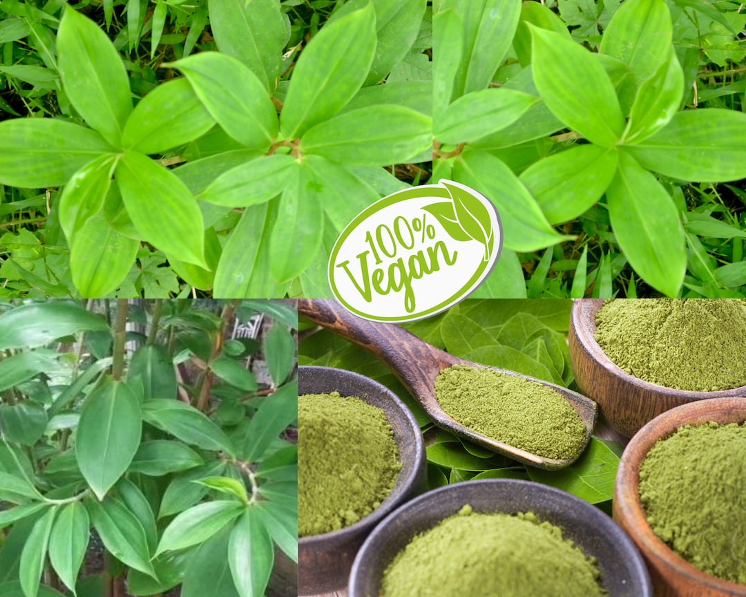 Where Can I Buy Insulin Plant Insulin Plant Leaves and Powder Herbal Diabetic Tea Insulin / Canereed