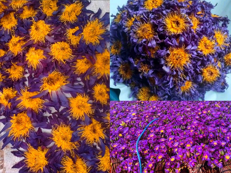 Water Lily Tea Natural Blue Lotus Water Lily Flowers Lucid Etsy