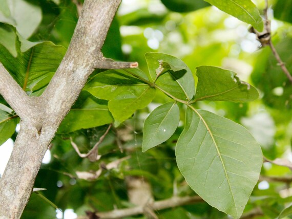 Bilva plant on sale for sale