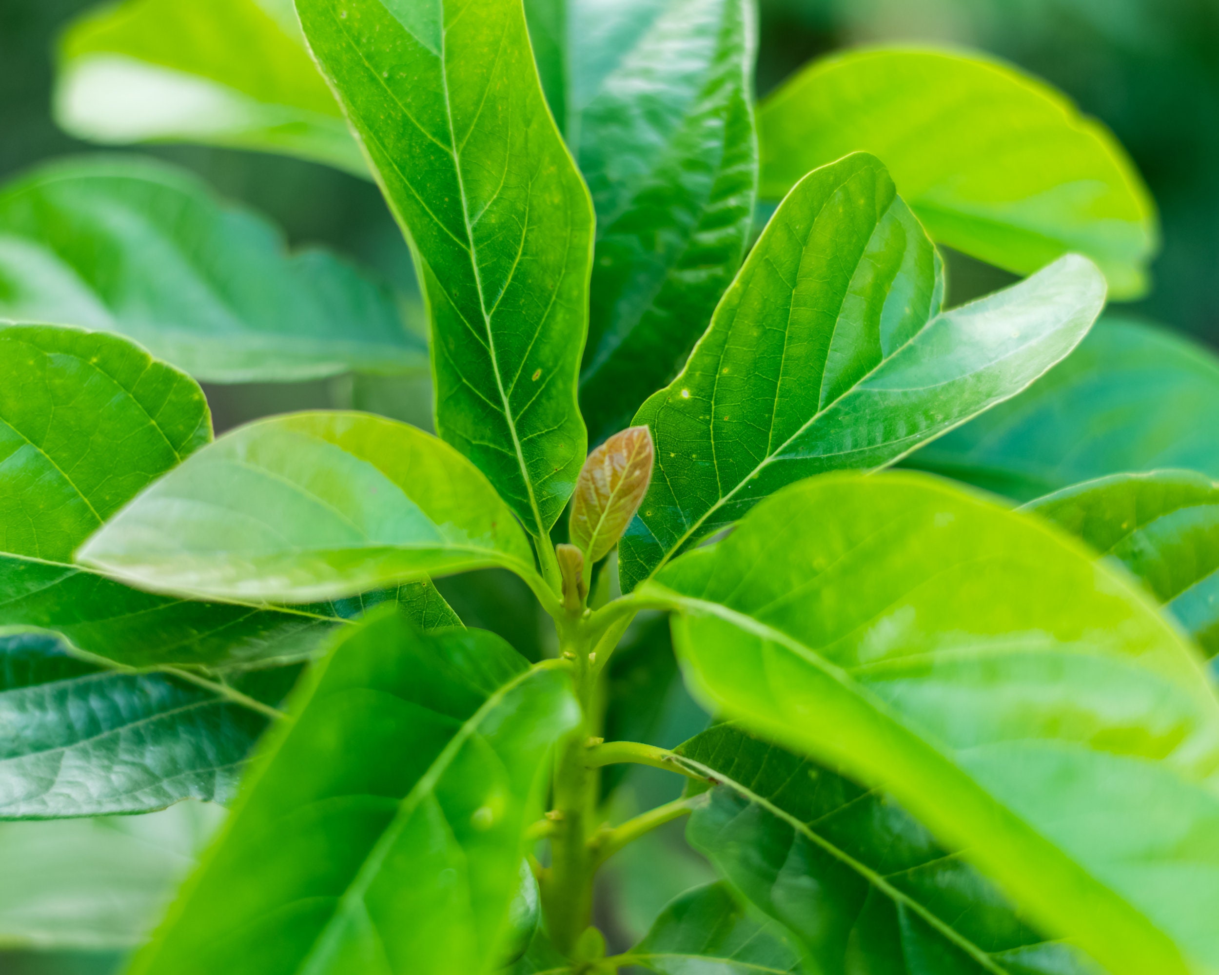 100% Bio Avocado Blätter Tee Bio Dehydrierte AVOCADO BLATT | Etsy Schweiz