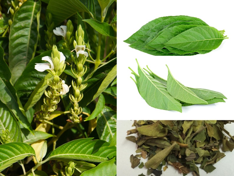 100% Organic Justicia Adhatoda Leaf and Powder | Vasica Malabar Nut ...