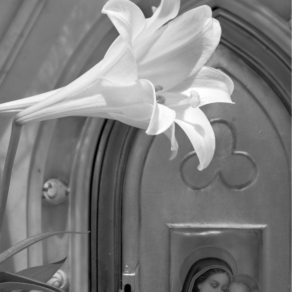Easter Lilly: Fine art Print from St John the Baptist Cathedral Savanah GA