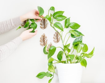 モンストレラ - 5個セット - 小型壁掛けトレリス