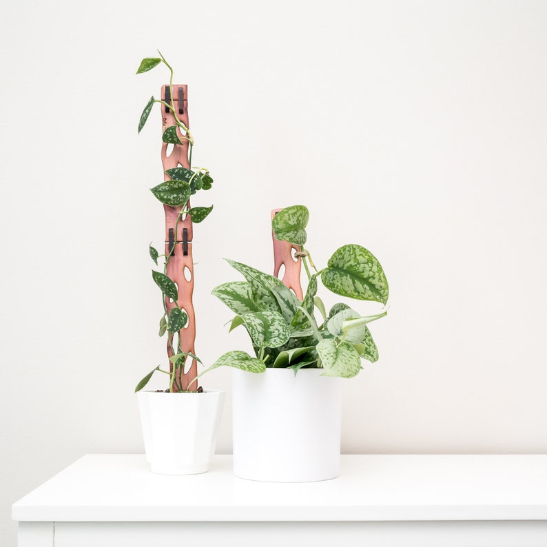 May include: Two potted plants with climbing supports. The plants have green and silver leaves. The supports are made of wood and have a reddish-brown color. The pots are white and sit on a white surface.