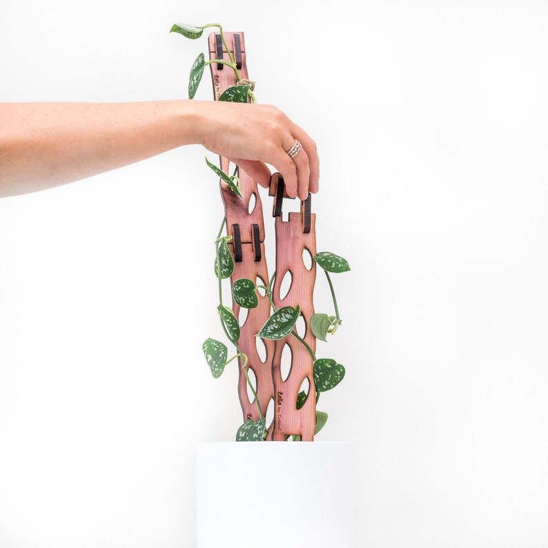 May include: A wooden plant trellis with a unique, open design. The trellis is a light reddish-brown color with dark brown accents and circular cutouts. A green plant with speckled leaves climbs the trellis. The trellis is approximately 30 inches tall.