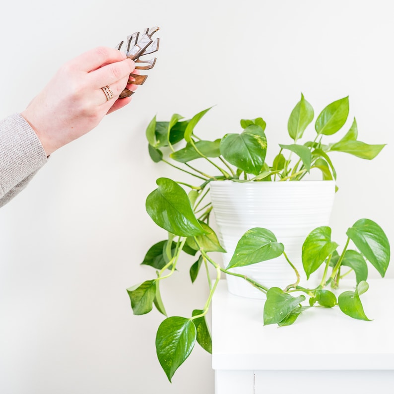 Monstrella- Set of 5- Petite Wall Mounted Trellis image 8