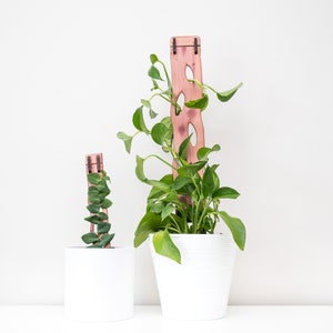 May include: Two wooden plant supports with climbing plants in white pots. The supports are made of reddish-brown wood with oval cutouts. One support is taller, with a pothos plant, and the other is shorter, with a trailing plant. The pots are cylindrical.