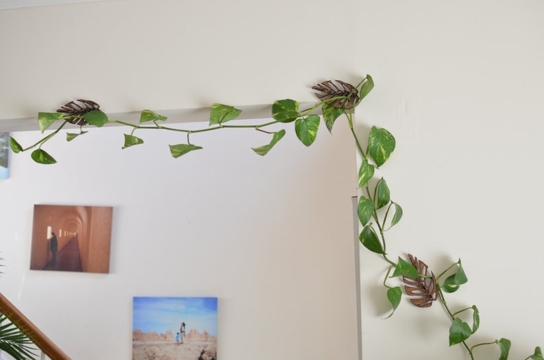 Monstrella- Set of 5- Petite Wall Mounted Trellis image 7