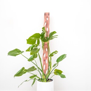 May include: A Monstera plant with large, green leaves is supported by a wooden trellis. The trellis is a reddish-brown color and has oval-shaped cutouts. The plant is in a white pot against a white background.